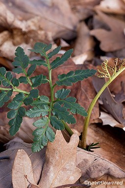 Frond and withered sporangia in late fall